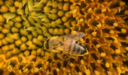 Black and yellow bee on a sunflower, blury wingsの写真素材