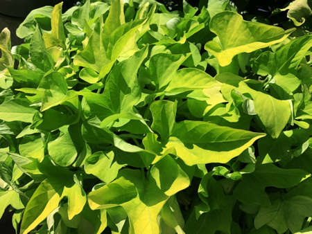 fading background of Green leaves close up at summer day lightの写真素材
