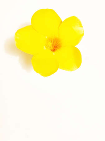 Yellow flower at white destの写真素材