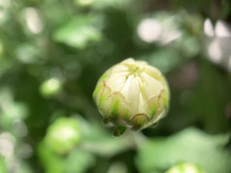 white flower bud closed small and green backgroundの写真素材