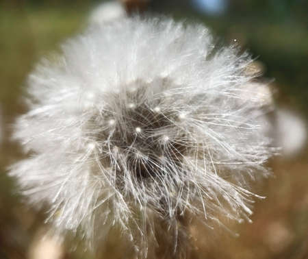 Fading background of white dandelionの写真素材