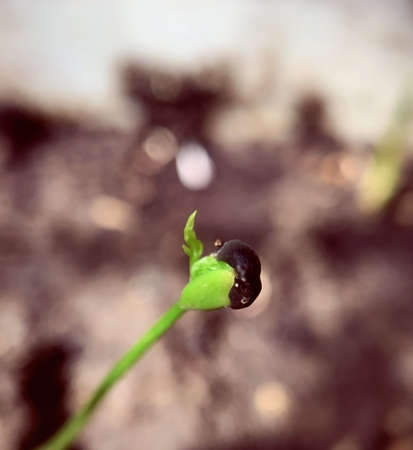 Background of fading of tomato growingの写真素材