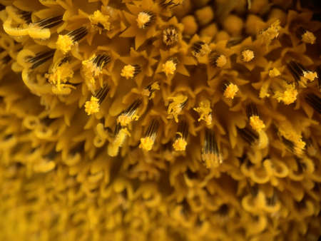 yellow Sunflower fading background at summerの写真素材