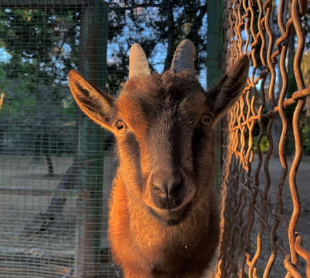 Yellowed eye goat sunny morning