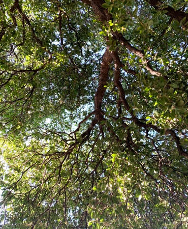 Background of fading tree branch , blue skies with green leavesの写真素材