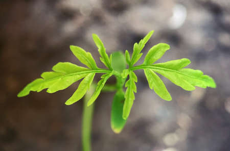 Fading background of tomato leaves growingの写真素材