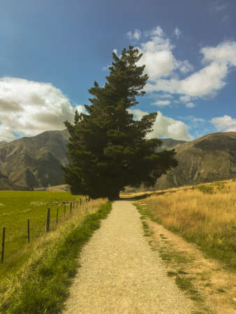 Background New Zealand roads , Great Alpine Highway , Kura Tawhiti (Castle Hill) , with big tree growingの写真素材