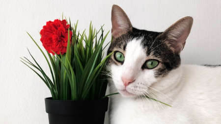 background of a white beatiful cat with flower and greenの写真素材