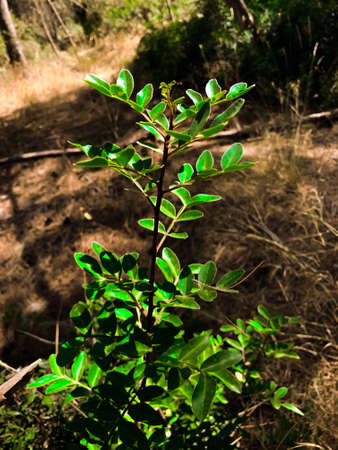 Background of green colorful leaves growing  in the woodの写真素材
