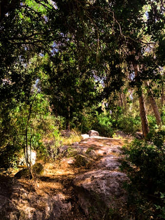 Background of a colorful path in a wood with sunlightの写真素材