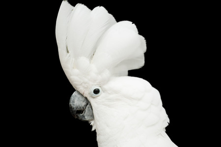 Cackatoo in Lisbon Zoo (isolated)の写真素材