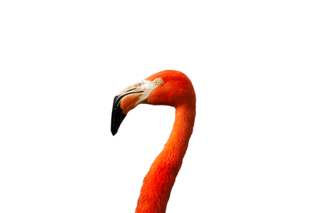 flamingo in Lisbon zoo (isolated)の写真素材