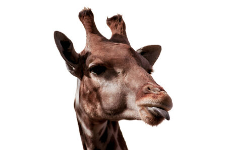 Giraffe in Lisbon Zoo (isolated)の写真素材