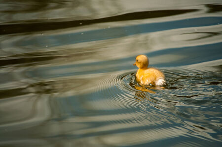 yellow duckling floating in Lisbon zoo (Portugal)の写真素材