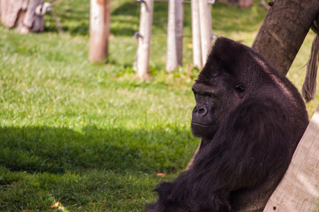 Alone sitting gorilla の写真素材