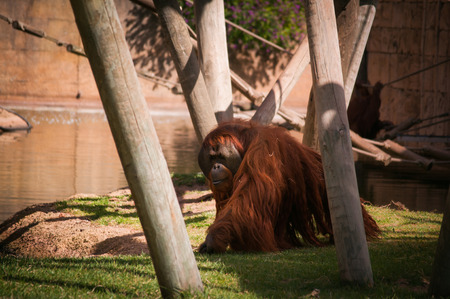 alone walking orangutanの写真素材