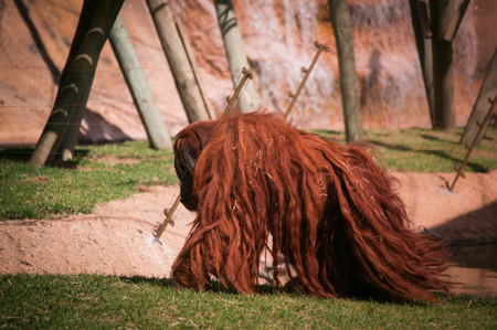 alone walking orangoutang in Lisbon Zoo (Portugal)の写真素材