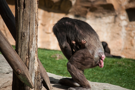 Mother chimpanzee with a baby の写真素材