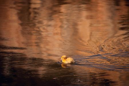 yellow duckling floating の写真素材