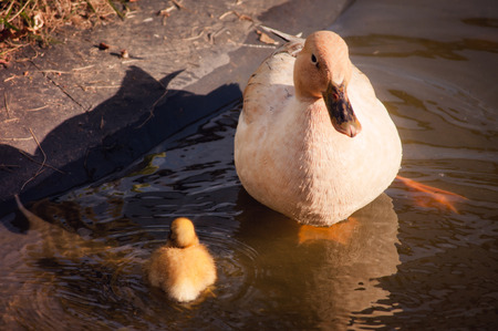 yellow duckling and duck の写真素材