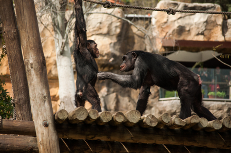 chimpanzee family playing の写真素材