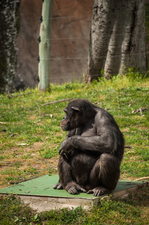 Alone sitting chimpanzee の写真素材