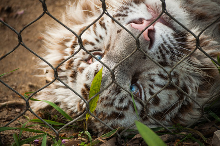 white tiger behind fencing in Lisbon Zoo  Portugal の写真素材