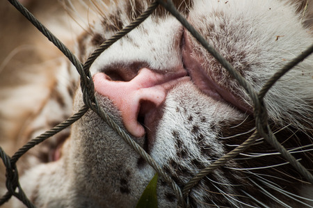 nose of a white tiger in Lisbon Zoo  Portugal の写真素材