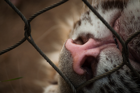 nose of a white tiger in Lisbon Zoo  Portugal の写真素材