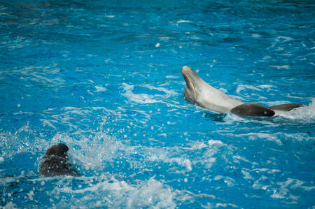 Dolphinarium, dolphins show in Lisbon Zoo  Portugal の写真素材