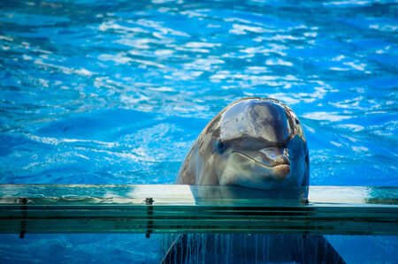 Dolphinarium, dolphins show in Lisbon Zoo  Portugal の写真素材
