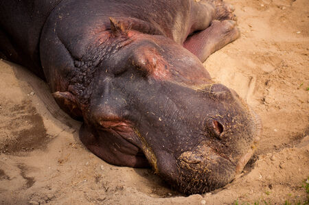 The hippopotamus  Hippopotamus amphibius , or hippo in Lisbon Zoo  Portugal の写真素材