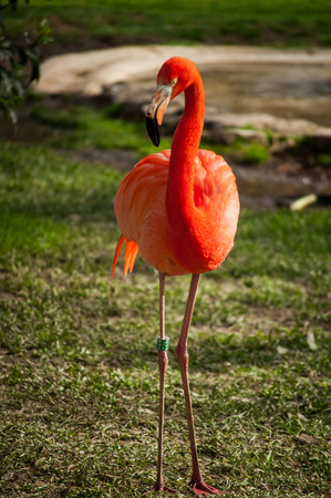 The Flamingos or Flamingoes in Lisbon Zoo  Portugal の写真素材