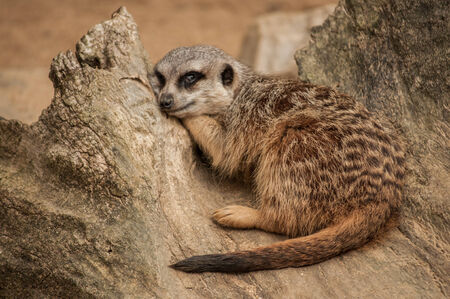 The meerkat or suricate in Lisbon Zoo  Portugal の写真素材
