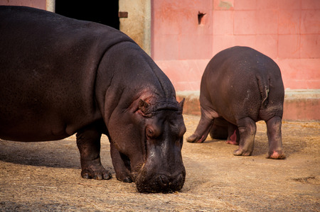 The hippopotamus  Hippopotamus amphibius , or hippo in Lisbon Zoo  Portugal の写真素材