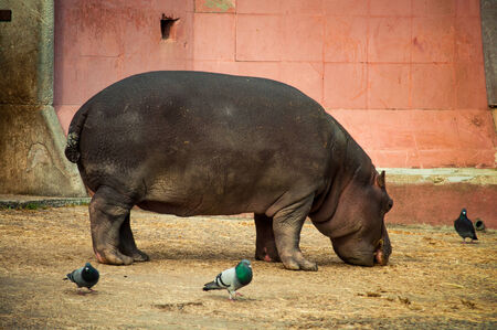 The hippopotamus  Hippopotamus amphibius , or hippo in Lisbon Zoo  Portugal の写真素材