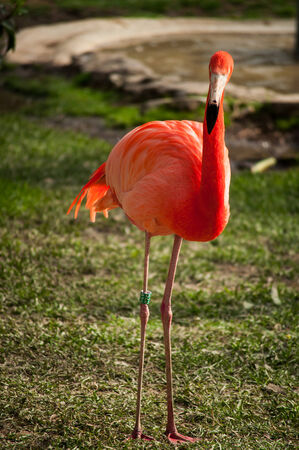 The Flamingos or Flamingoes in Lisbon Zoo  Portugal の写真素材