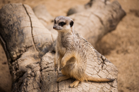 The meerkat or suricate in Lisbon Zoo  Portugal の写真素材