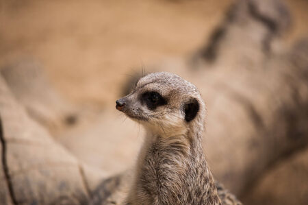 The meerkat or suricate in Lisbon Zoo  Portugal の写真素材