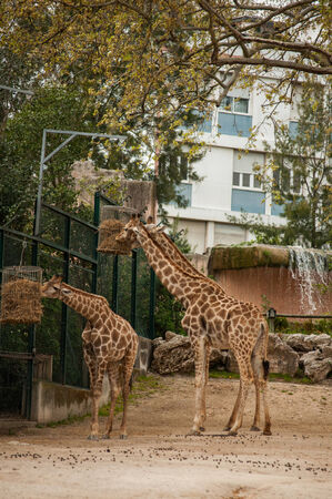 The giraffe  Giraffa camelopardalis  in Lisbon Zoo  Portugal の写真素材