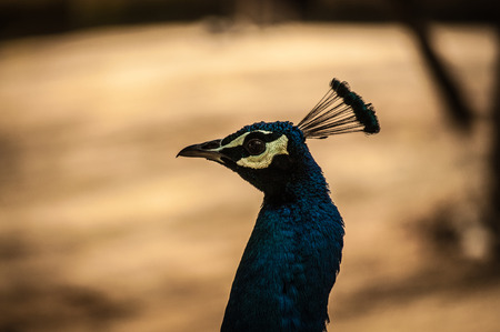 peacock head  profile  in Lisbon Zoo, Portugalの写真素材