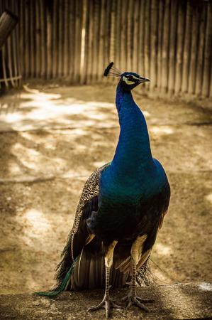 The peacock or pavo in Lisbon Zoo  Portugal の写真素材