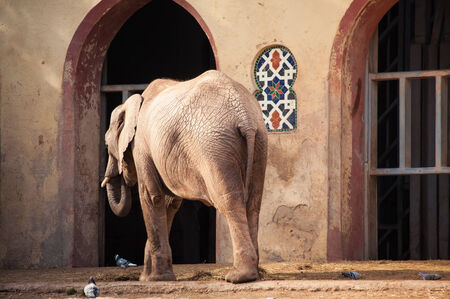 The African elephant in Lisbon Zoo, Portugal  backside の写真素材