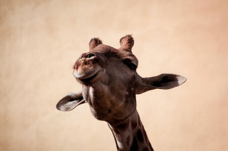 The giraffe  Giraffa camelopardalis  in Lisbon Zoo  Portugal の写真素材