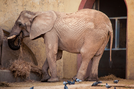 The African elephant in Lisbon Zoo, Portugalの写真素材