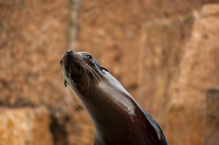 Sea lionの写真素材