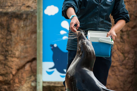 Woman feeding a sea lion in Zooの写真素材