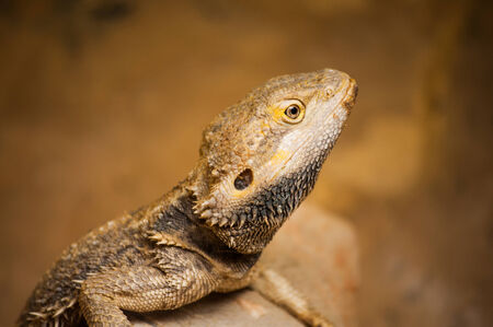 The brown lizard in Lisbon Zoo (Portugal)の写真素材