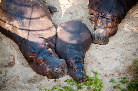 The hippopotamus (Hippopotamus amphibius), or hippo in Lisbon Zoo (Portugal)の写真素材