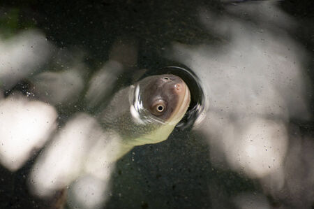 The New Guinea snake-necked turtle in Lisbon Zoo (Portugal)の写真素材